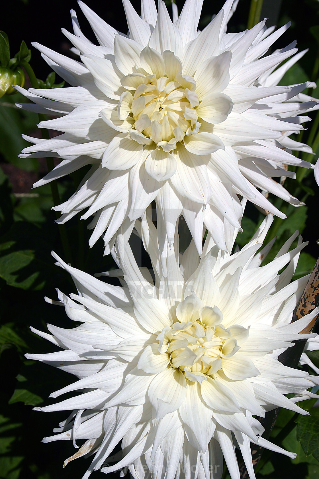 "Dahlia Kenora Challenger" stock image