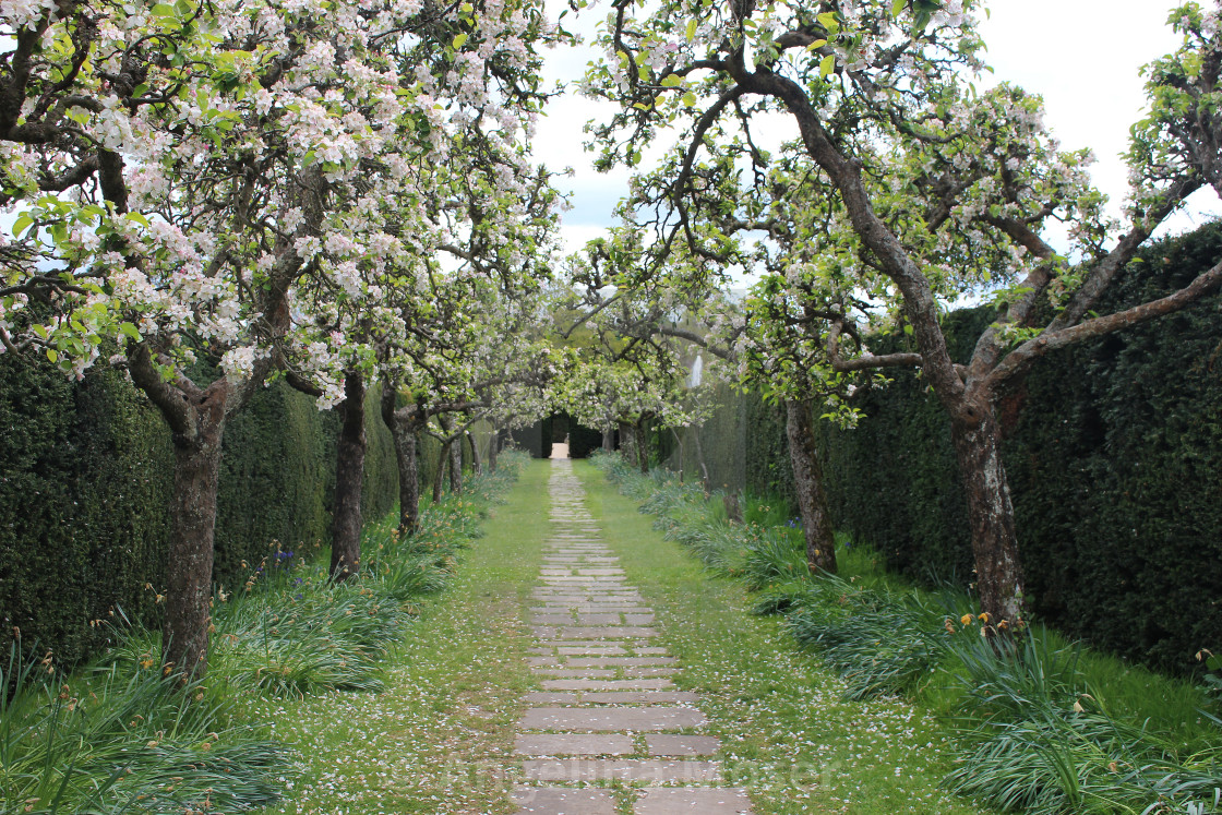 "Apple Trees" stock image