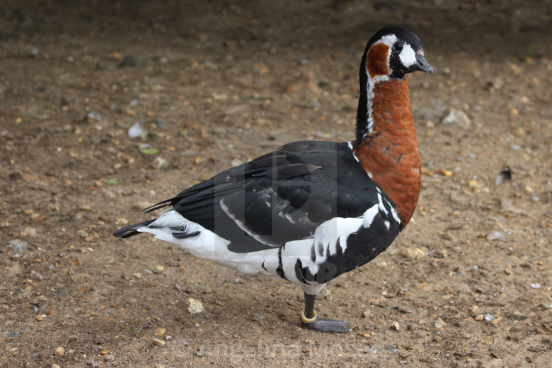 "Red Breasted Goose" stock image