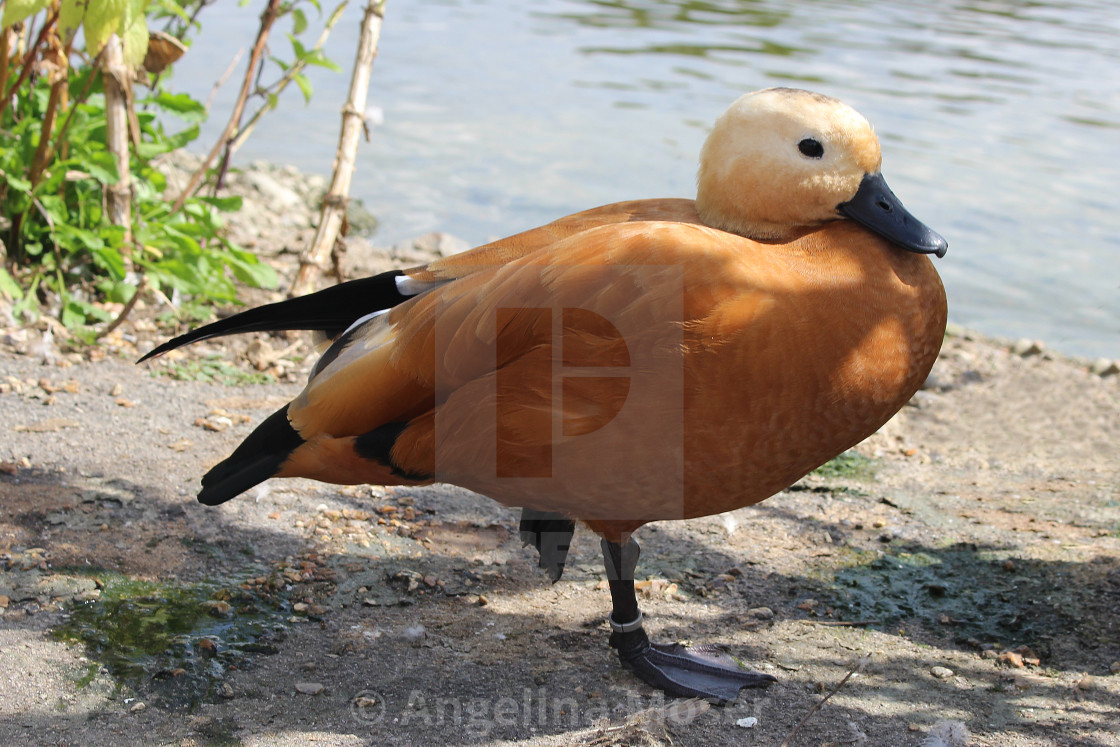 "Ruddy Shelduck" stock image