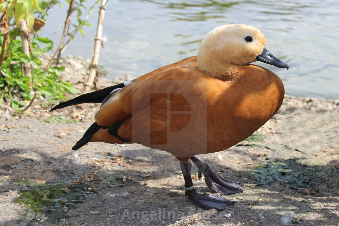 "Ruddy Shelduck" stock image