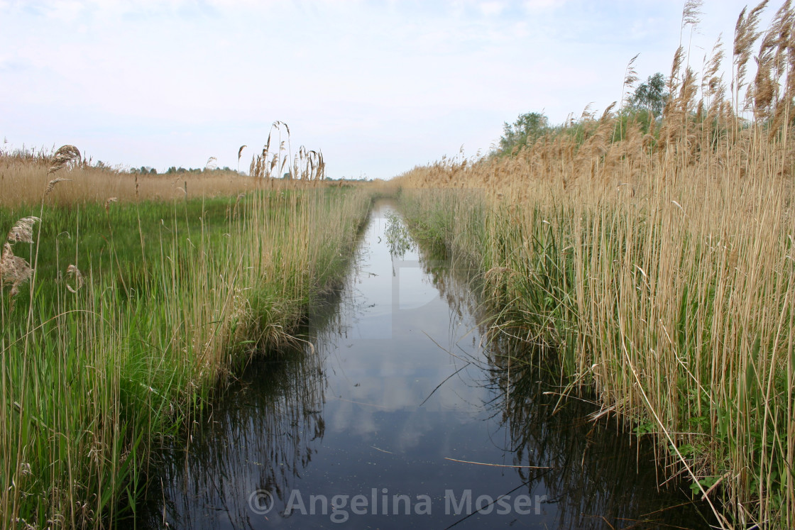 "Wicken Fen" stock image