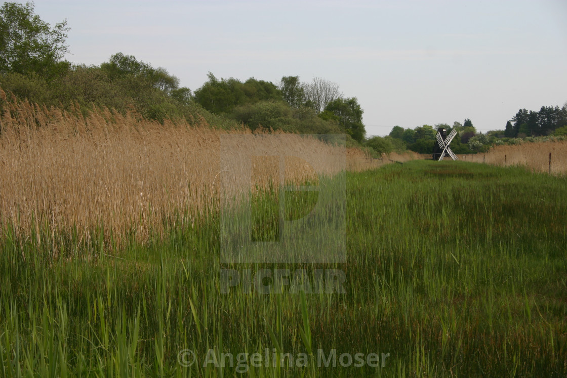 "Wicken Fen" stock image