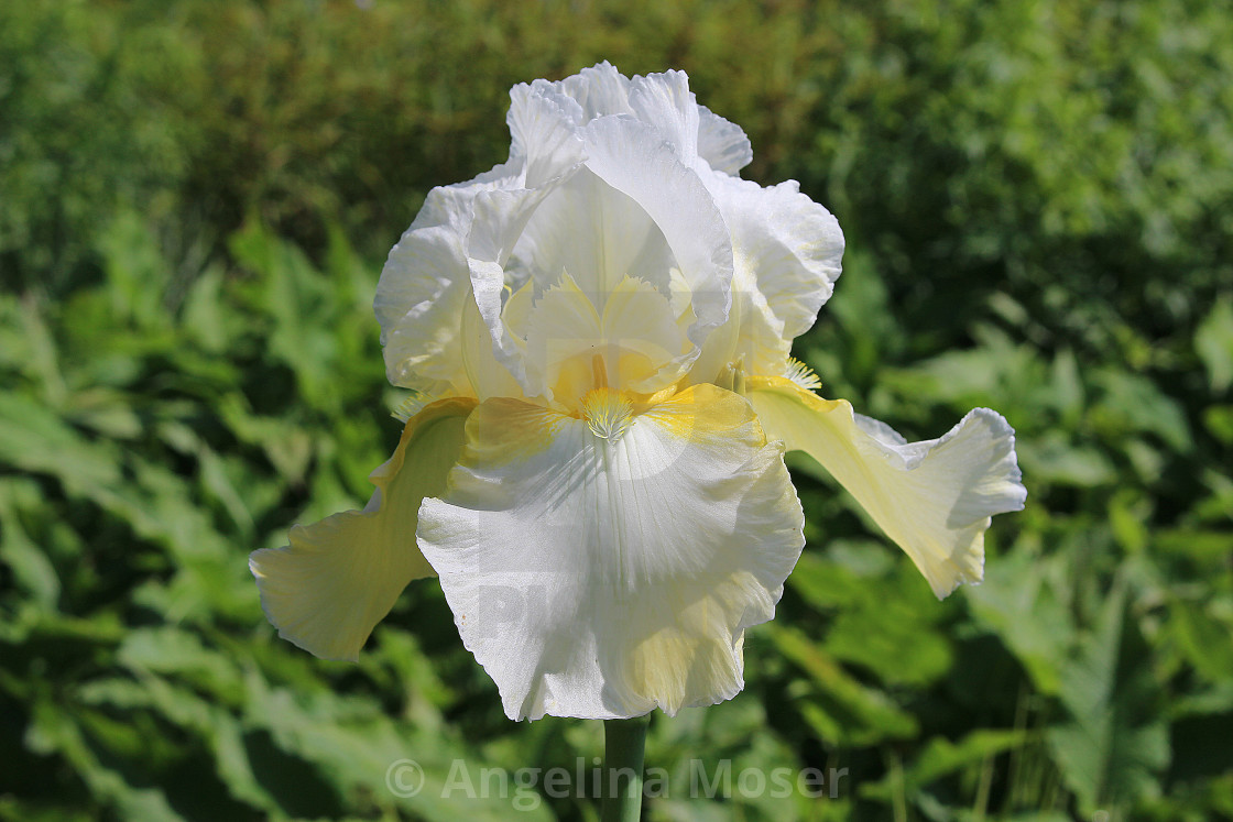 "Iris Christmas Angel" stock image