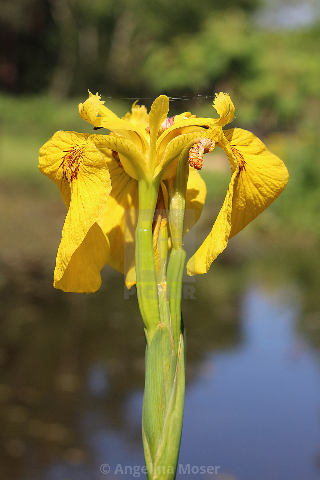 "Iris Pseudacorus" stock image