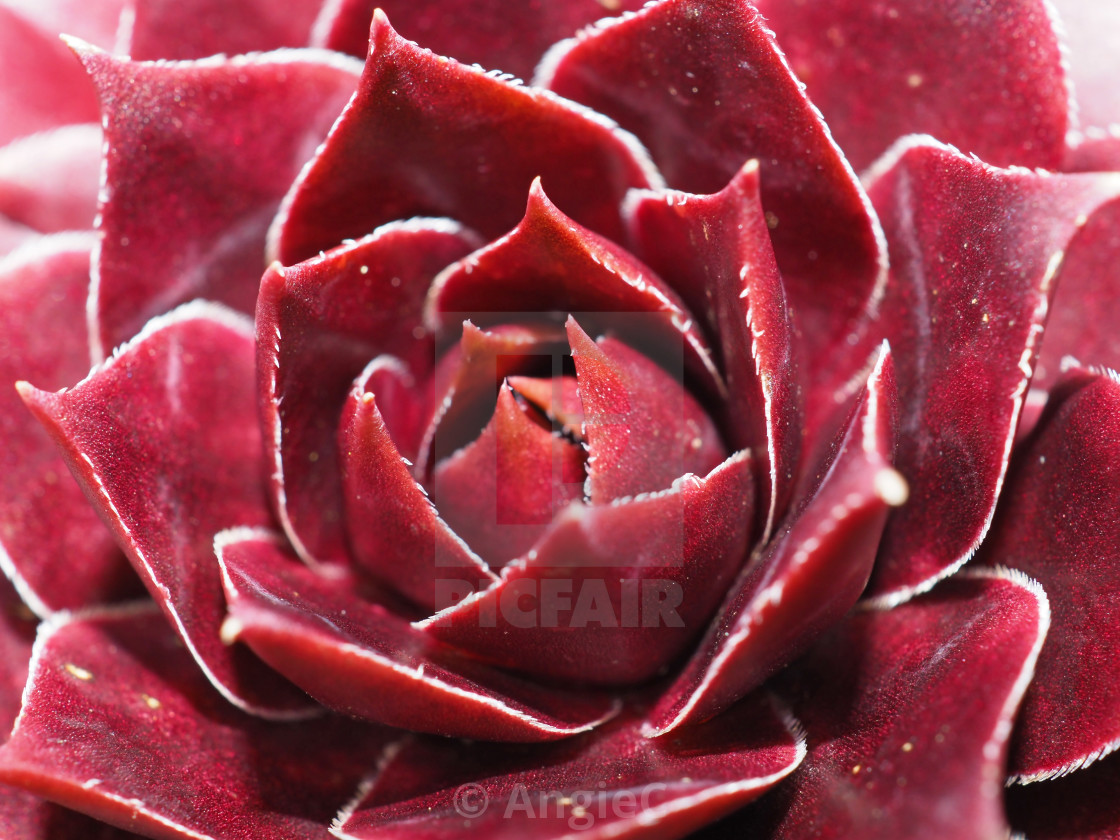 "Sempervivum succulent plant, 'Red Beauty'" stock image