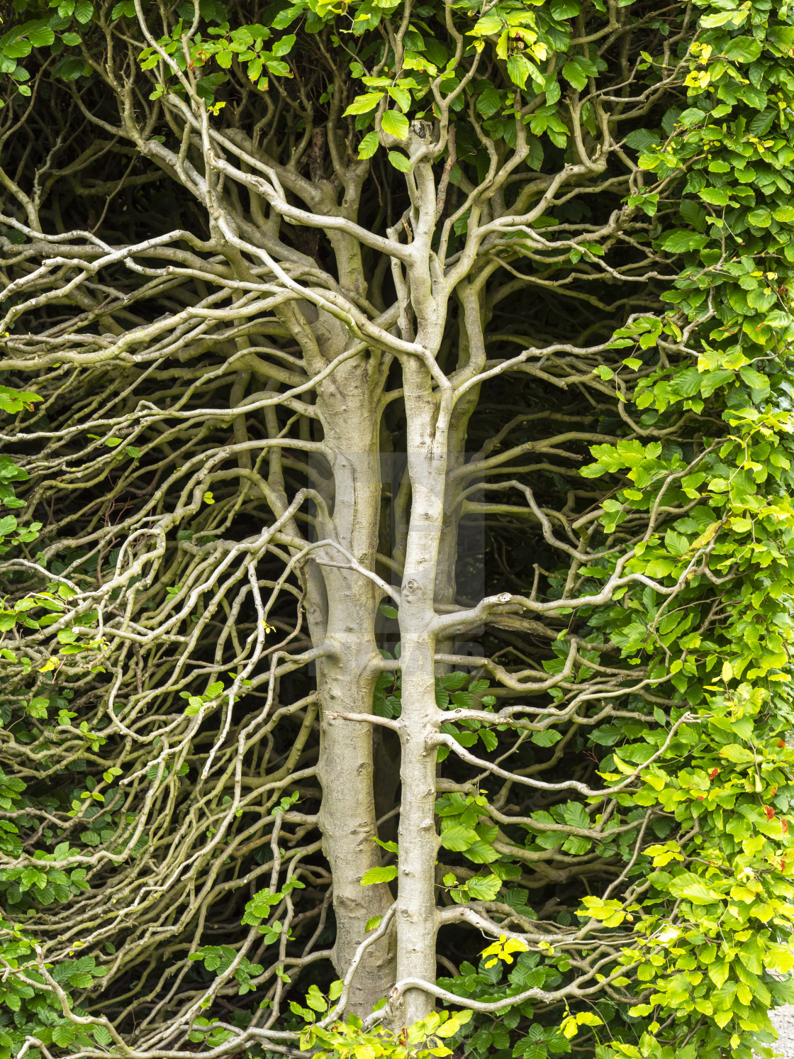 "Inside a green hedge" stock image