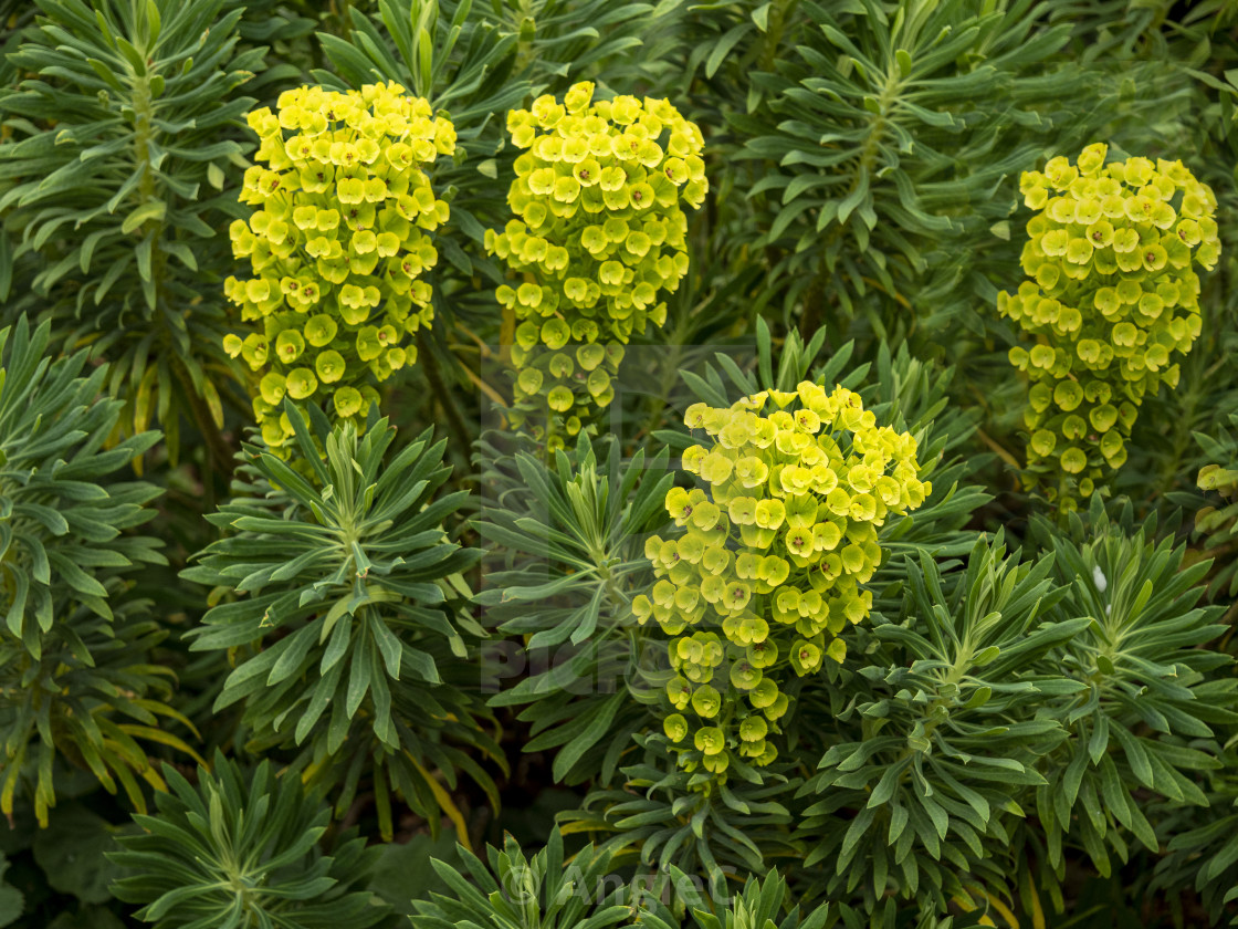 "Euphorbia flowers and leaves in a garden" stock image