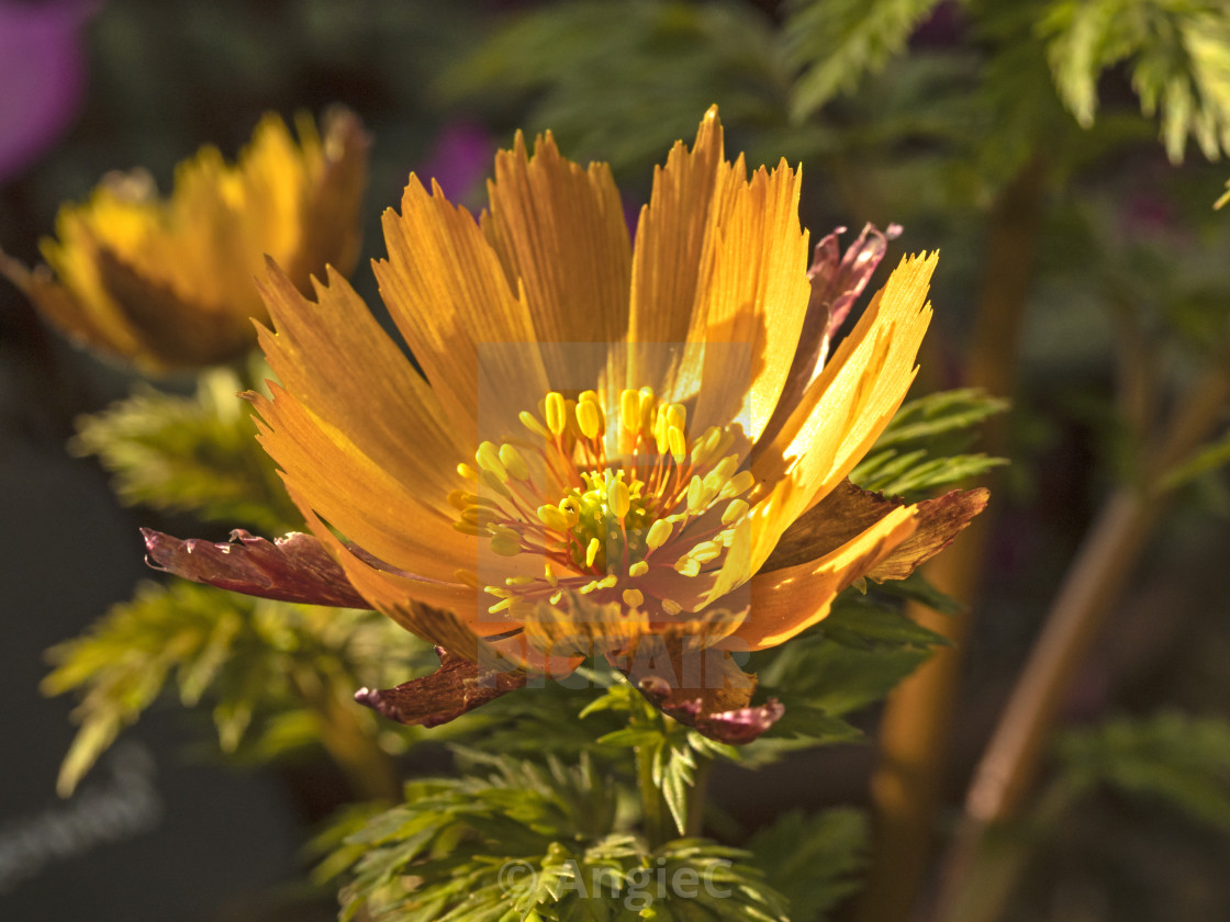 "Adonis amurensis 'Beni Nadeshiko'" stock image