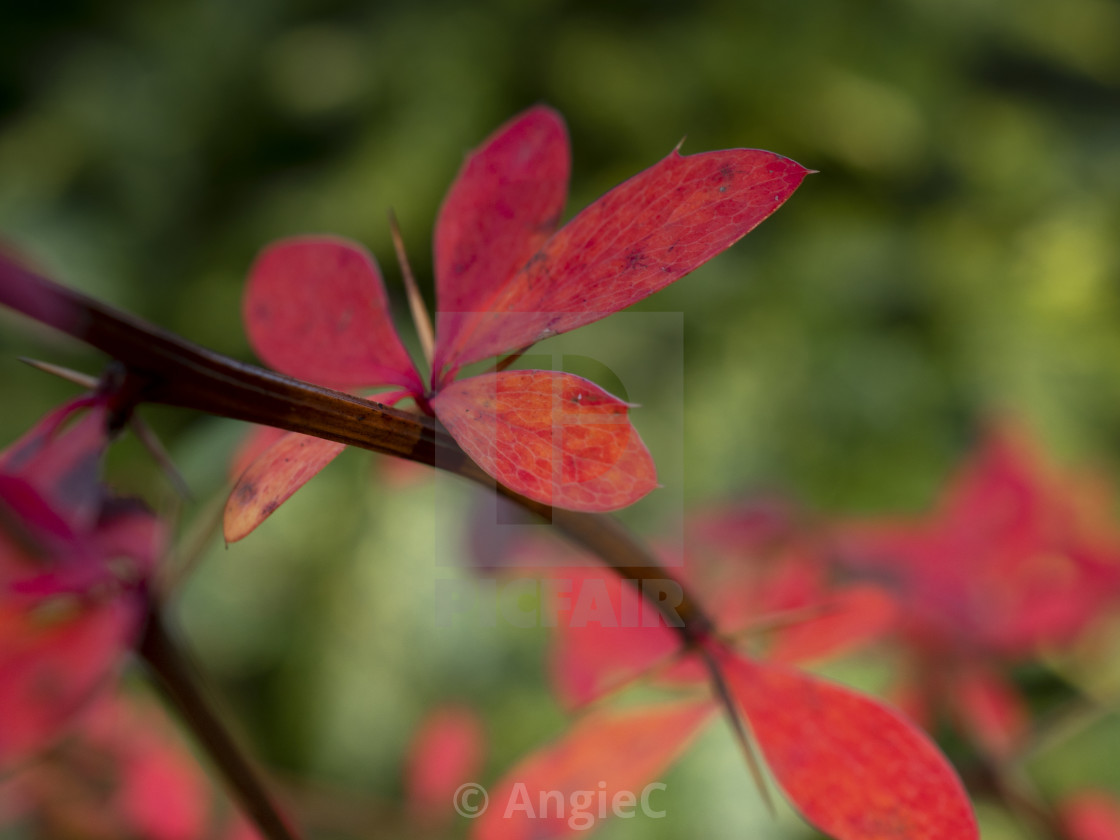 "Red winter leaves against a blurred green background" stock image