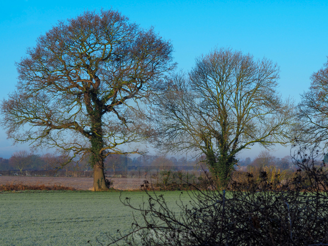 "Bare trees in a field on a frosty morning" stock image