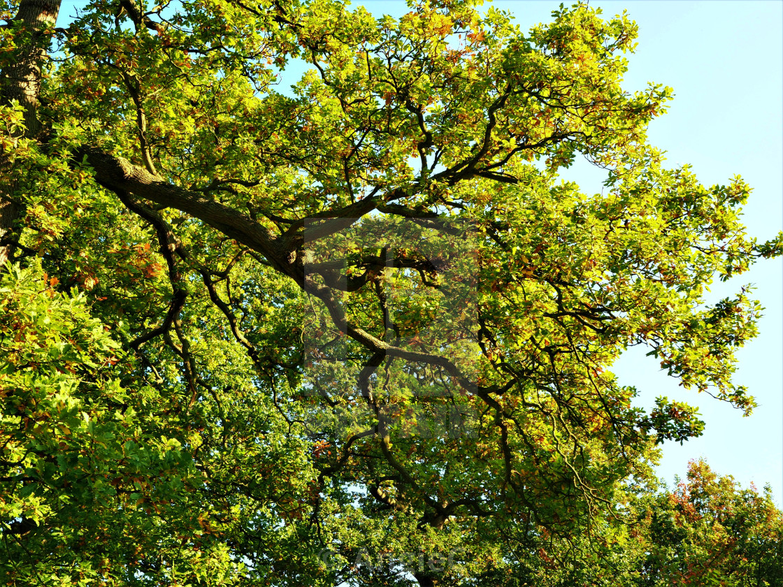 "Oak Tree Branch with Late Summer Foliage" stock image