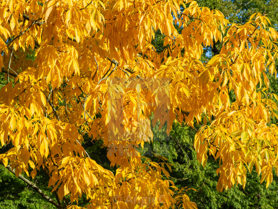 "Yellow Autumn Leaves" stock image