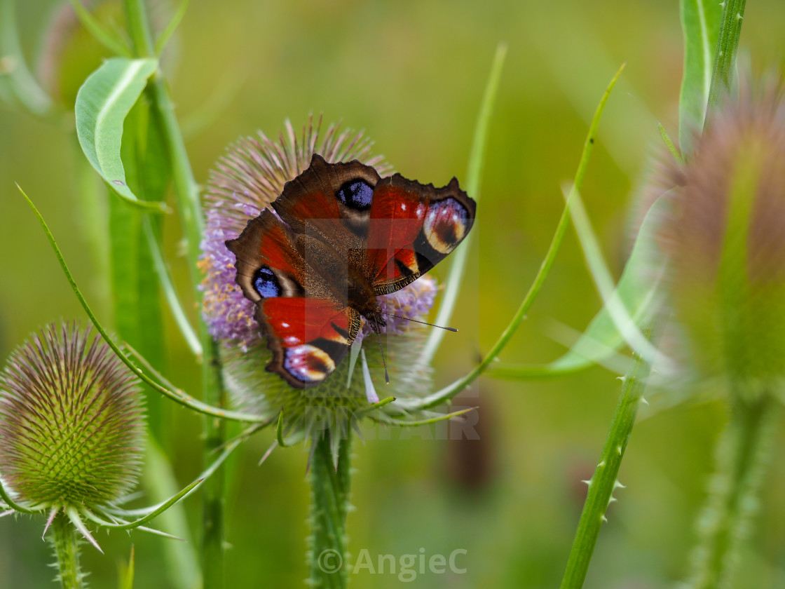 "Peacock butterfly on a teasel flower" stock image