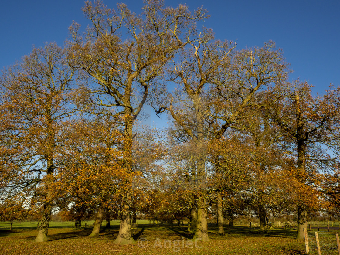 "Oak trees in a park with late autumn foliage, North Yorkshire, England" stock image