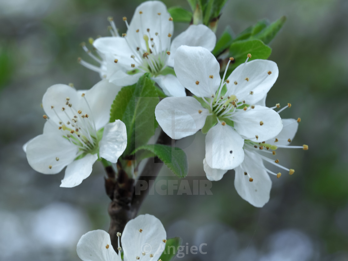 "White blackthorn flower, Prunus spinosa, on a tree branch" stock image