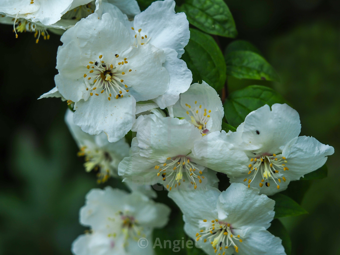 "White blossom on a sweet mock orange bush, Philadelphus" stock image