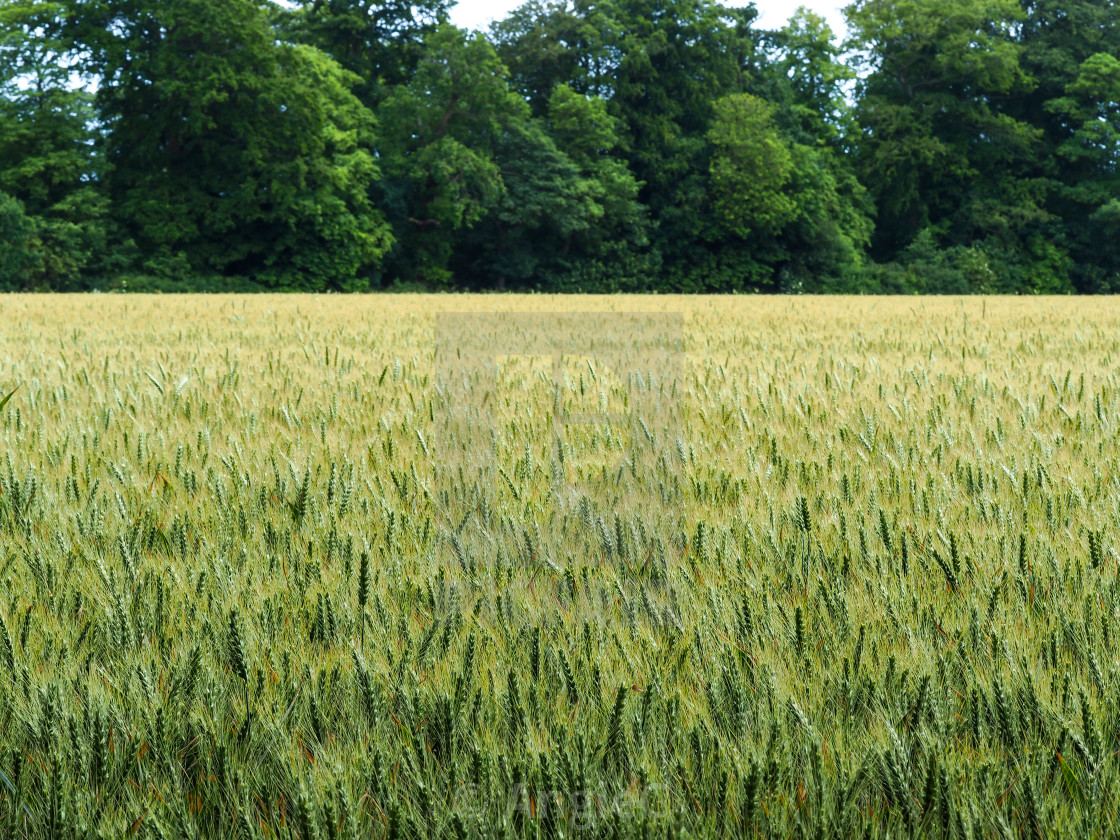 "Wheat field in summer with trees in the background" stock image