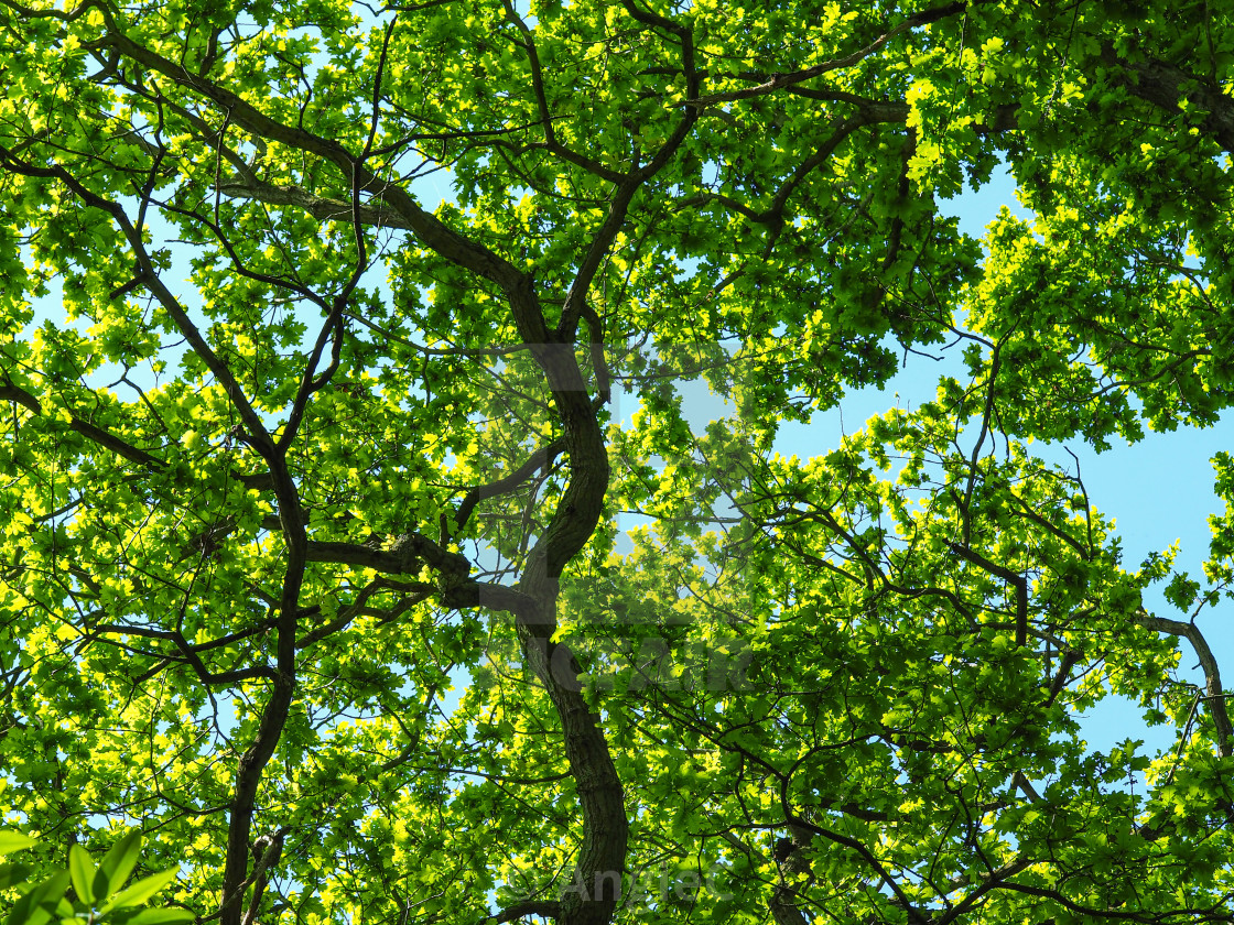 "Oak trees with beautiful fresh green spring foliage" stock image