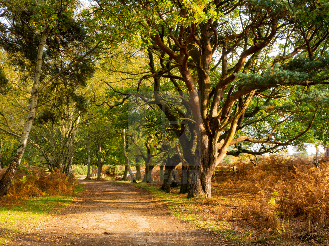 "Trail through the woods at Skipwith Common, North Yorkshire, England" stock image