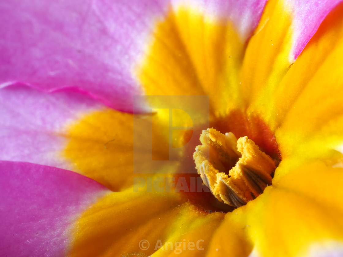 "Macro photo of a Polyanthus Pink Champagne flower" stock image
