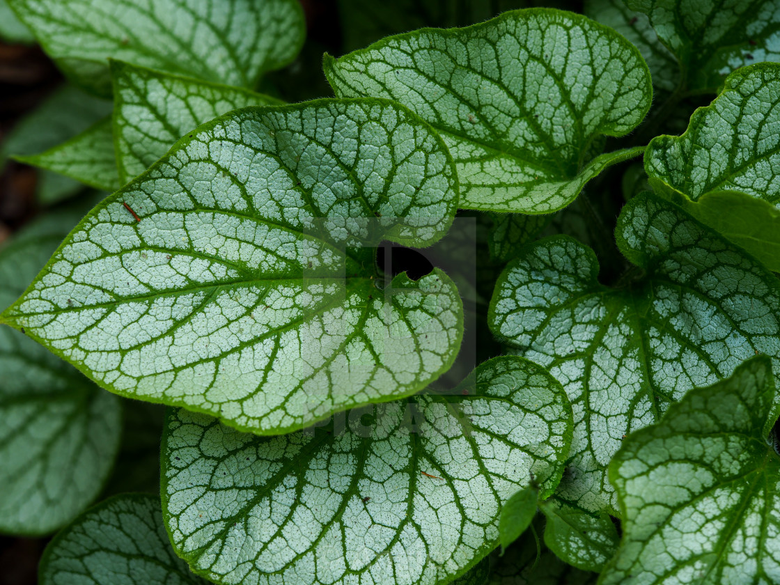 "Beautiful Brunnera Leaves" stock image