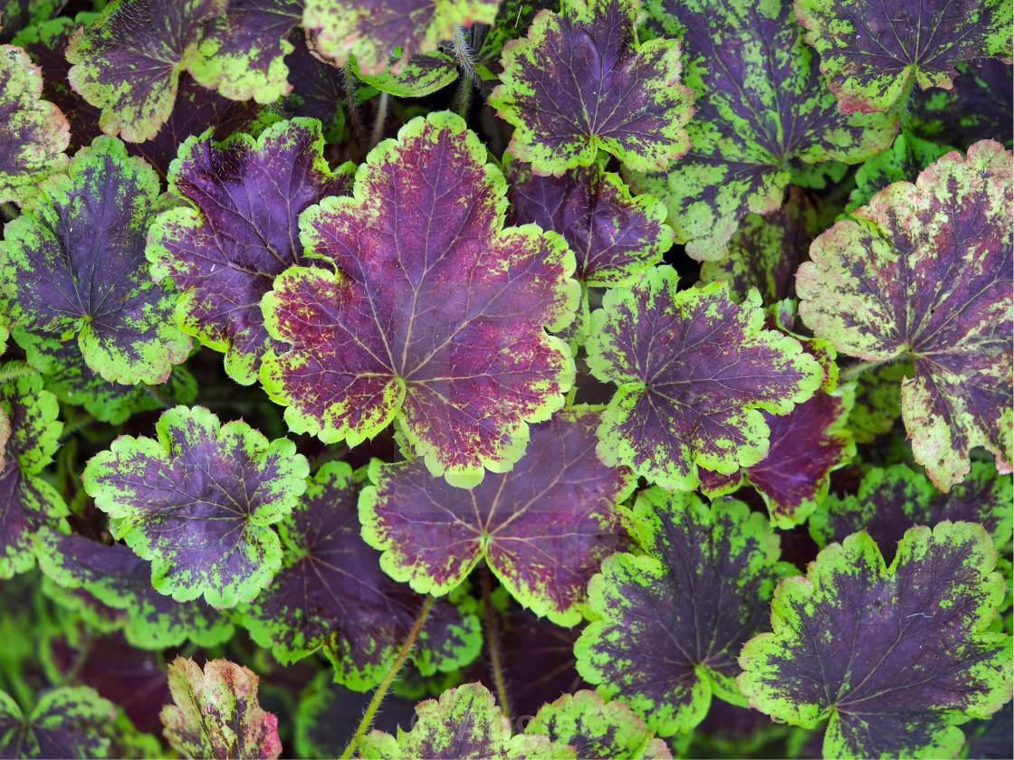 "Heucherella 'Solar Eclipse' leaves" stock image