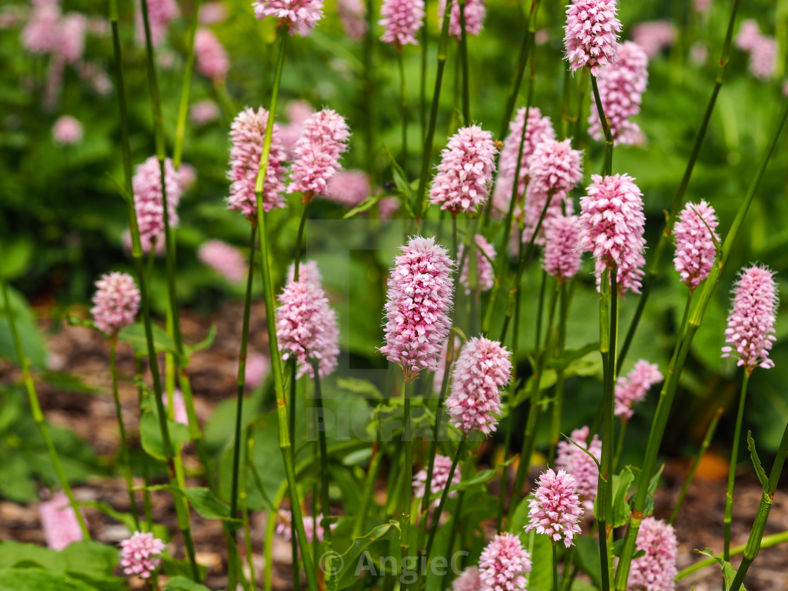 "Common Bistort Flowers" stock image