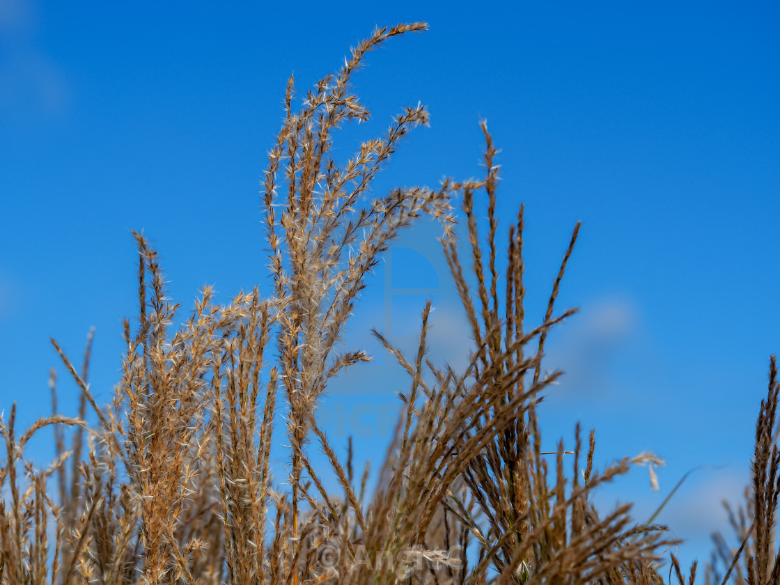 "Tall Grasses and Blue Sky" stock image