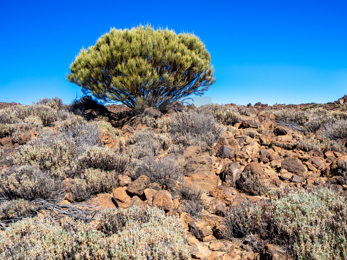 "Vegetation in the Teide National Park, Tenerife" stock image