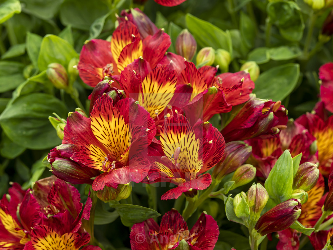 "Dwarf Alstroemeria (Peruvian Lily) Little Miss Isabel" stock image