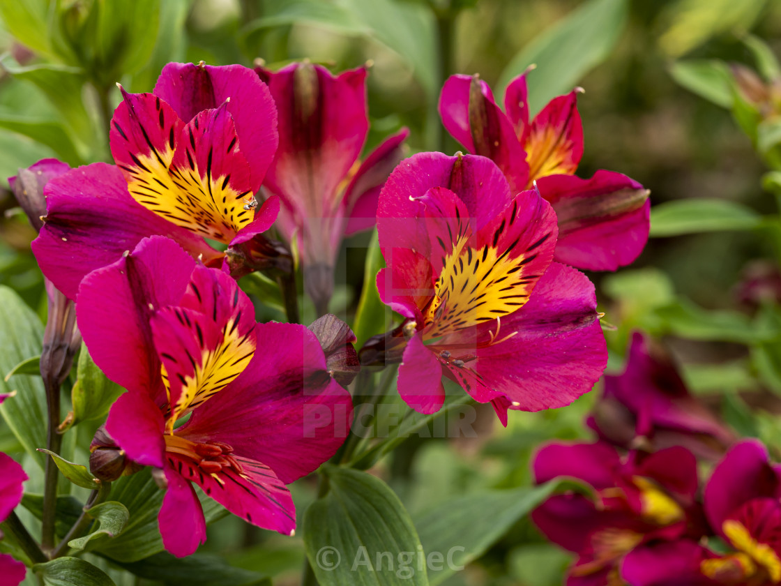 "Alstroemeria (Peruvian lily) Adonis" stock image