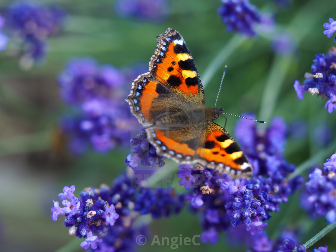 "Small tortoiseshell on a lavender plant" stock image