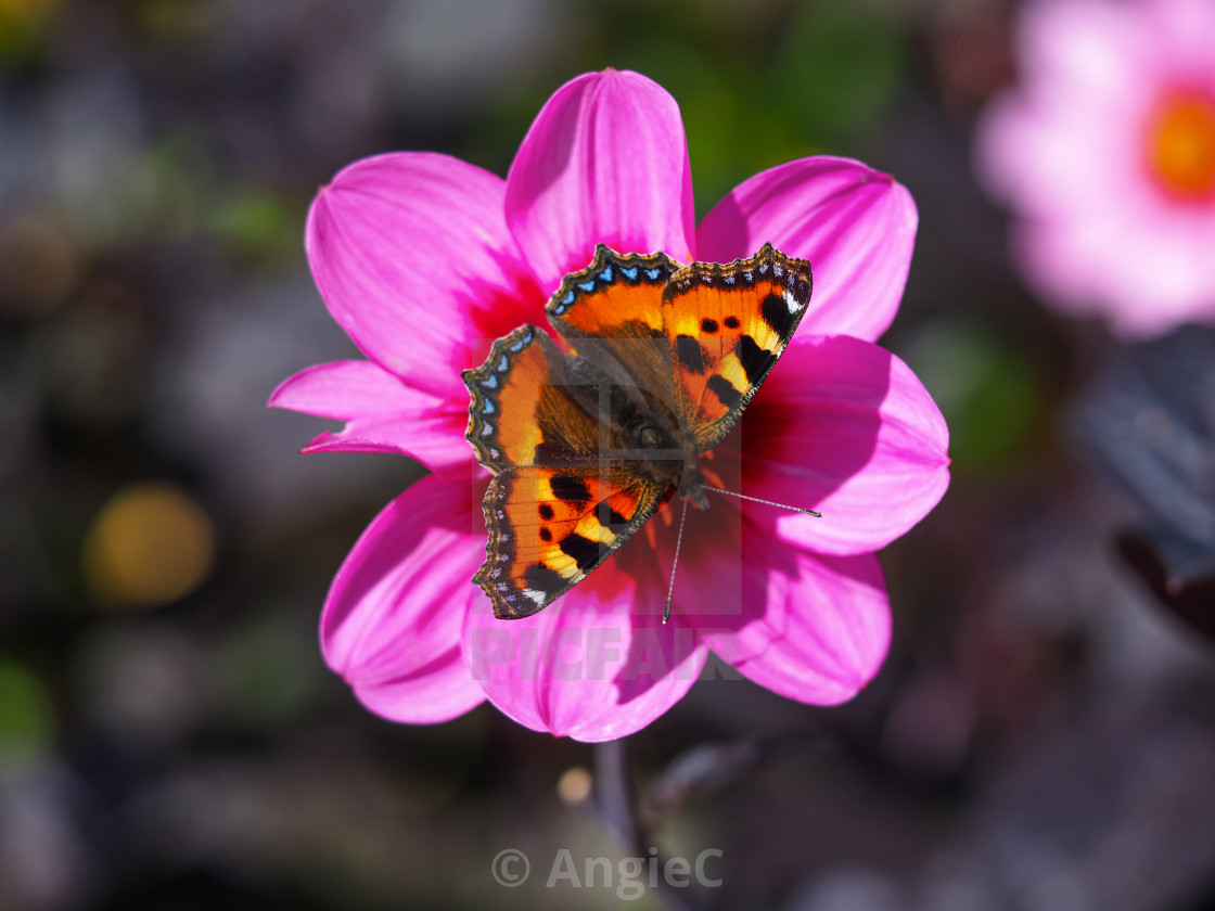 "Small tortoiseshell on a pink Dahlia" stock image