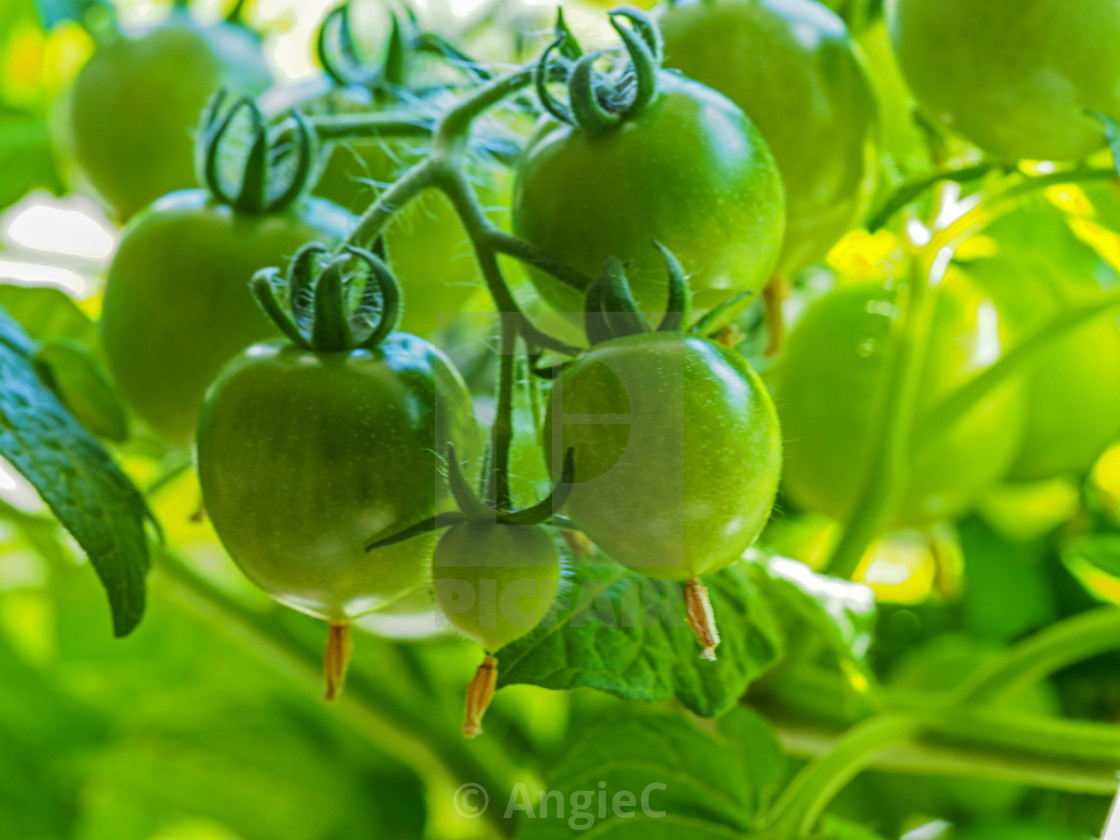 "A truss of green tomatoes developing on a plant" stock image