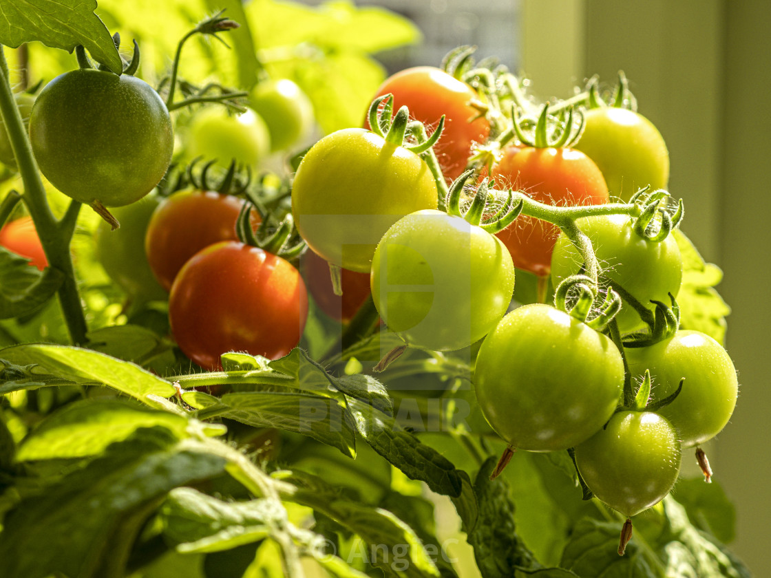 "Tomatoes ripening on a plant, variety 'Red Robin'" stock image