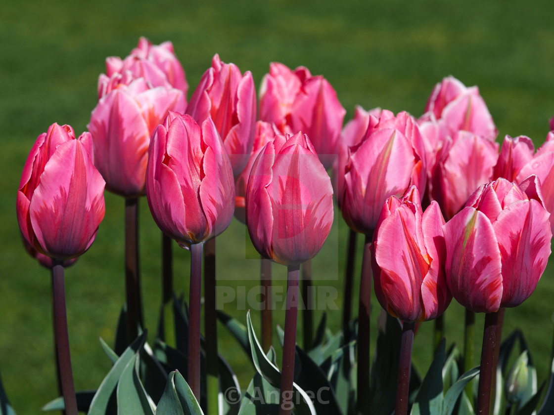 "Pink tulips, 'Pretty Princess'" stock image