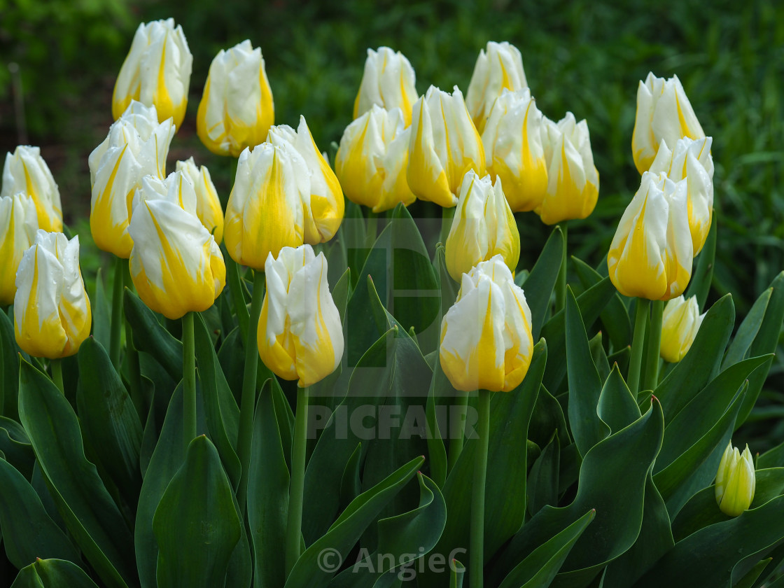 "Cream and yellow tulips, variety 'Flaming Agrass'" stock image