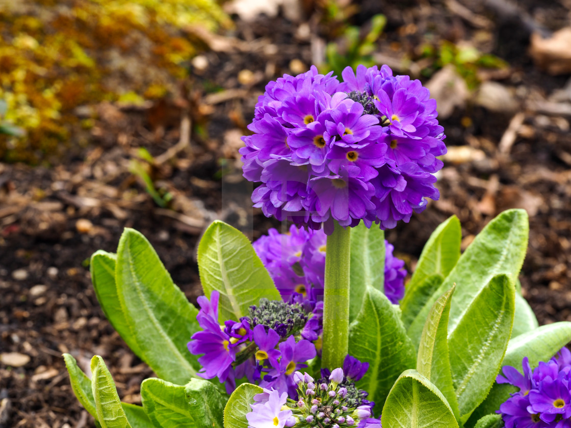 "Primula denticulata" stock image