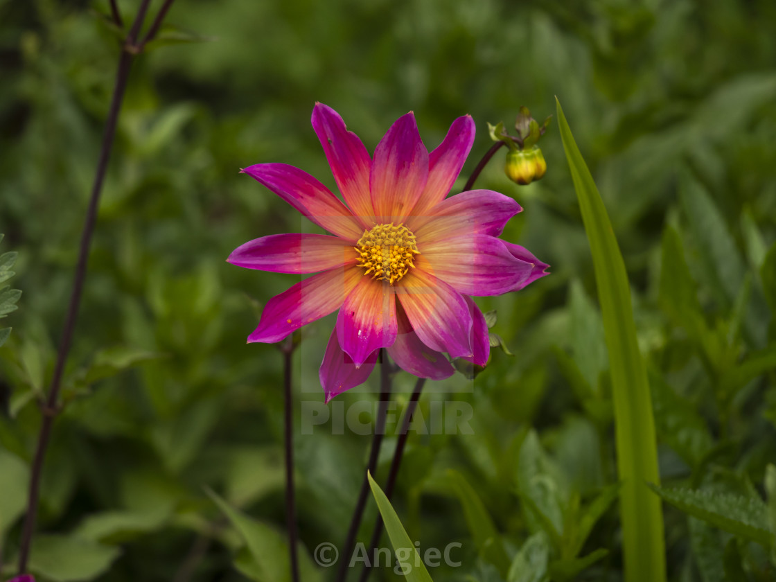 "Dahlia 'Bright Eyes'" stock image