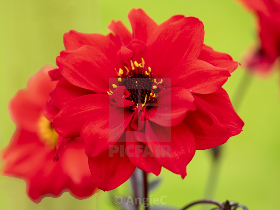 "Red Dahlia 'Bishop of Llandaff'" stock image