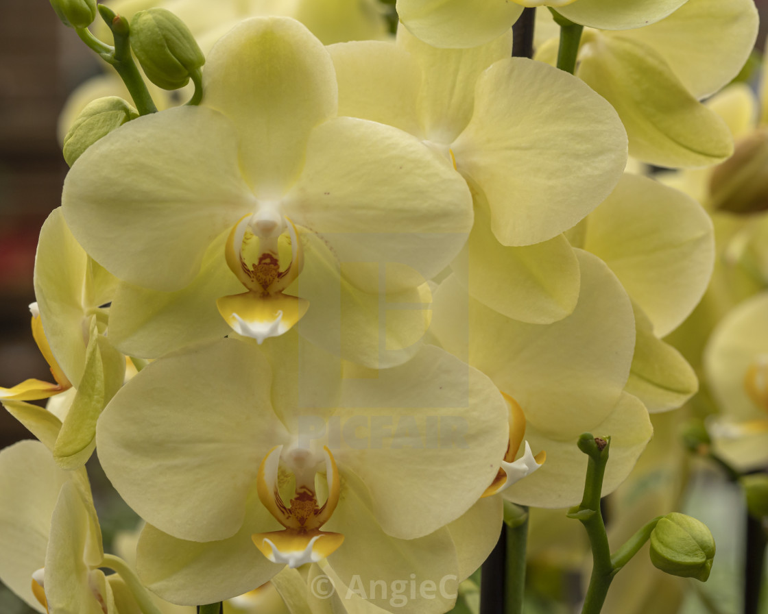 "Yellow Orchids" stock image