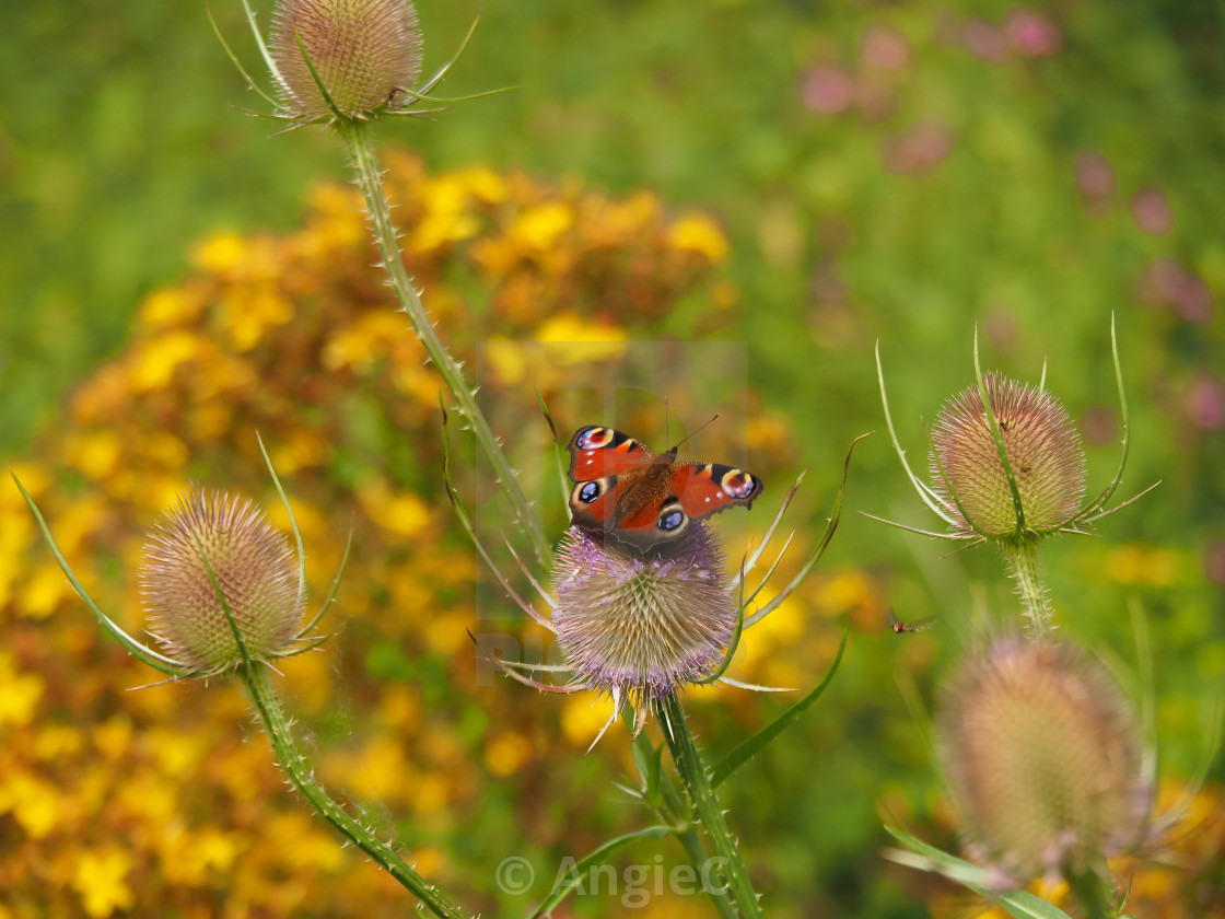 "Peacock Butterfly on a Teasel Flower" stock image