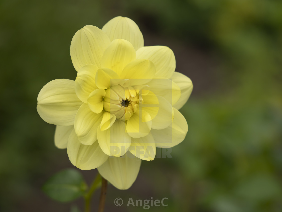 "Yellow Dahlia" stock image