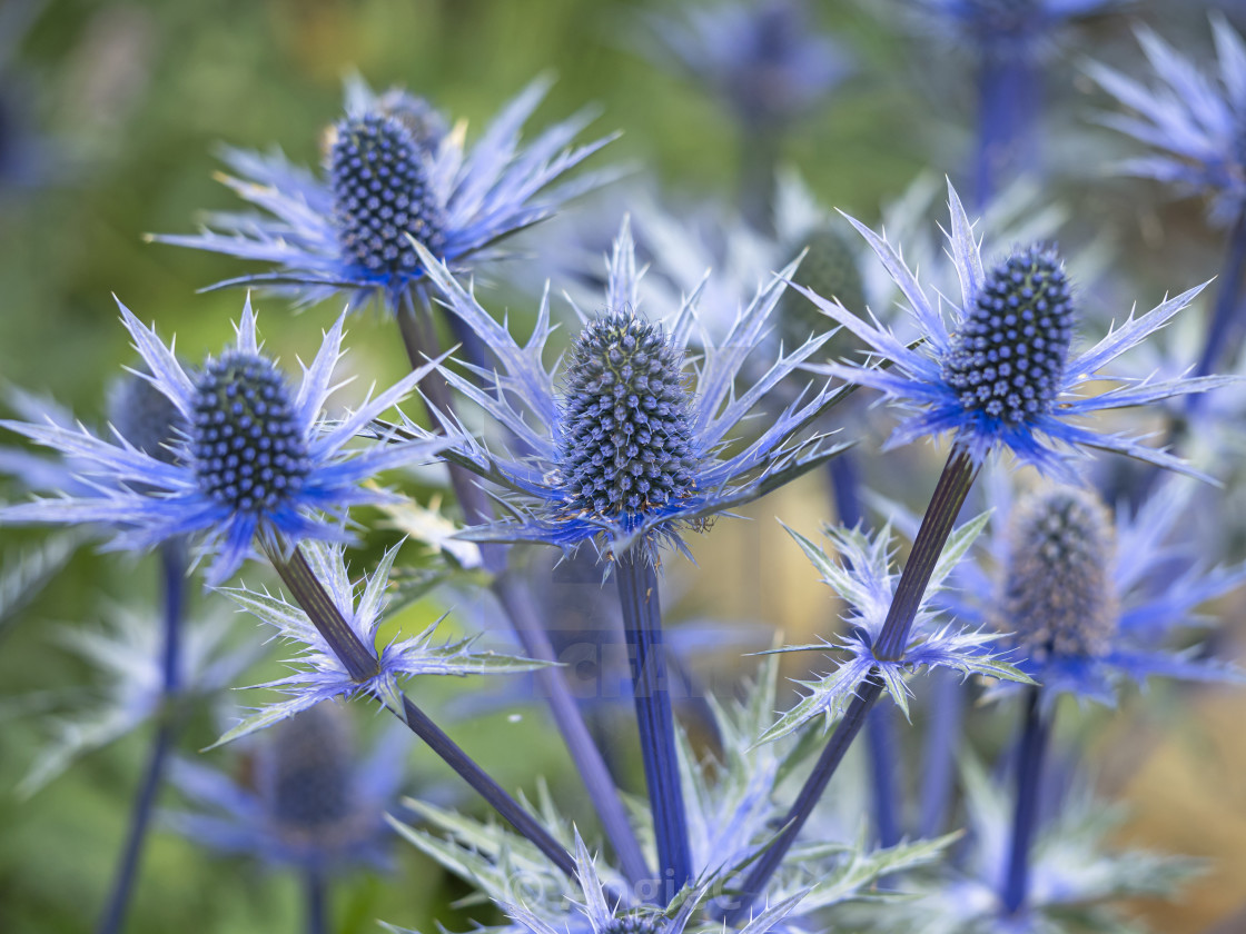 "Closeup of sea holly, Eryngium x zabelii 'Big Blue'" stock image