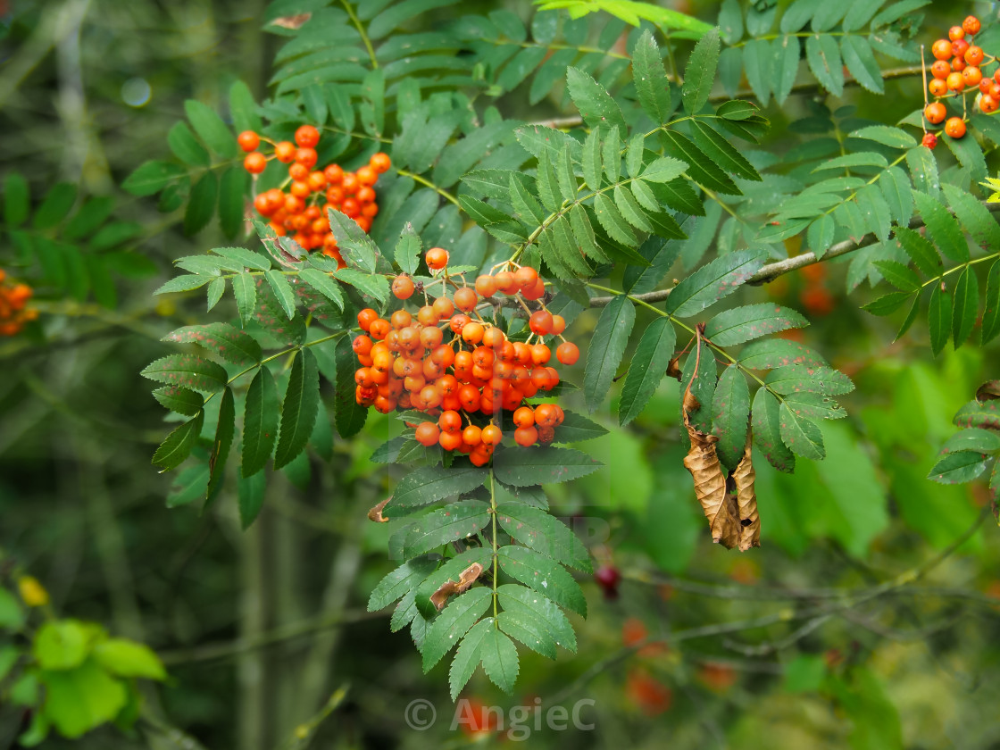 "Rowan tree berries and leaves" stock image