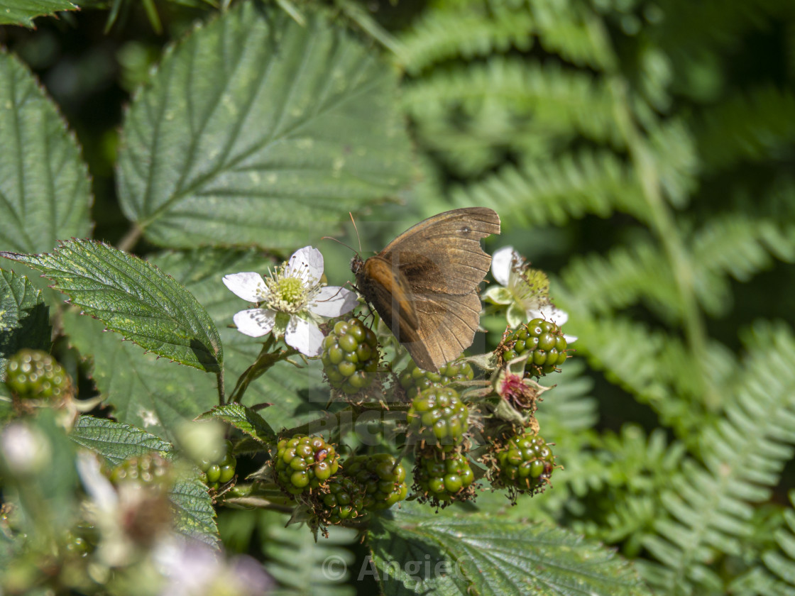 "Meadow Brown Butterfly on a Blackberry Flower" stock image