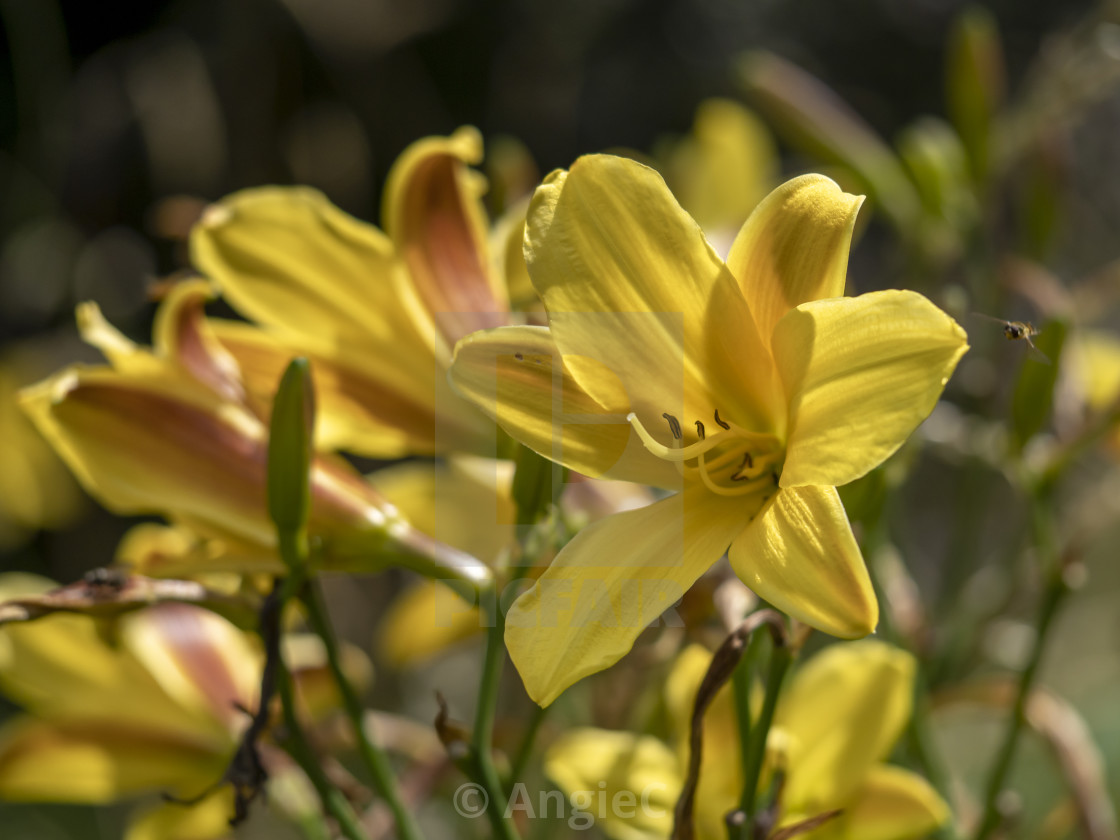 "Yellow Hemerocallis daylily flowers in a garden" stock image
