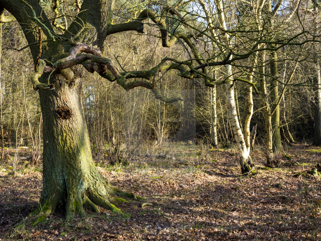 "Bare winter trees in woods at Skipwith Common, North Yorkshire, England" stock image