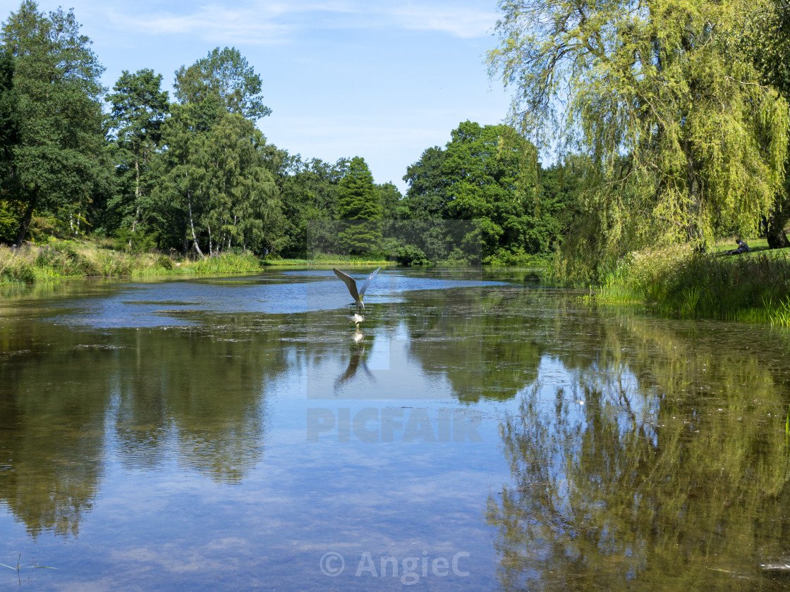 "Lake in the Yorkshire Arboretum, North Yorkshire, England" stock image